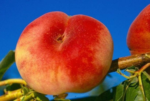 Світ Кап (середньо-пізній)